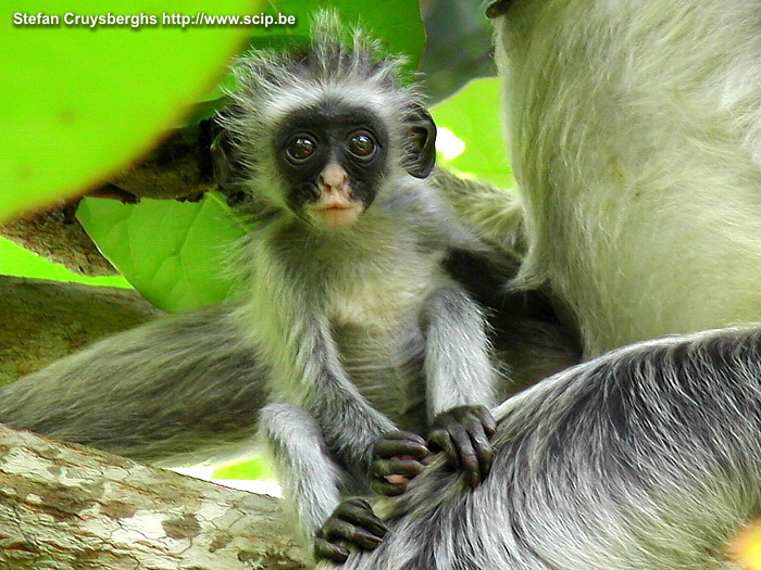 Zanzibar - Young red colobus monkey  Stefan Cruysberghs